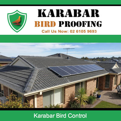 Bird control solutions protecting solar panels and tile roof on residential home in Karabar