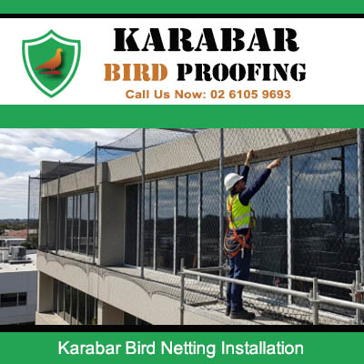 Technician installing bird netting on commercial building exterior in Karabar business area