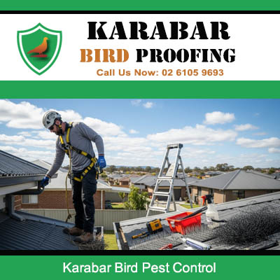 Expert bird pest control specialist fitting protective barriers to home rooftop in Karabar