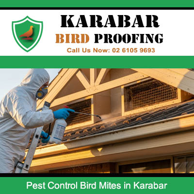 Licensed technician performing bird mite eradication on residential property gables at Karabar